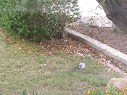 Neighbors beware: This pigeon was spotted eating crushed red pepper in my yard.