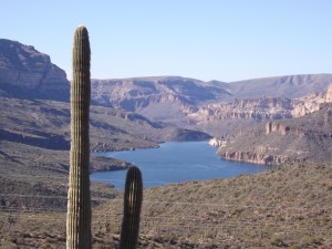Saguaro cactus on banks of Apache Lake
